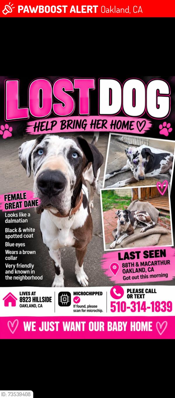 Lost Female Dog last seen 88th and McArthur, Oakland, CA 94619
