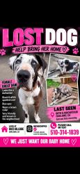 Lost Female Dog last seen 88th and McArthur, Oakland, CA 94619