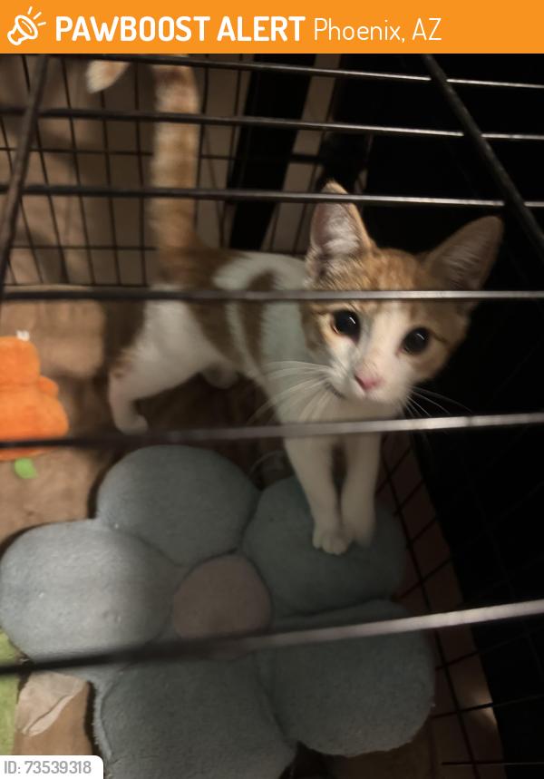 Found/Stray Unknown Cat last seen 43rd Ave and Cactus, Phoenix, AZ 85029