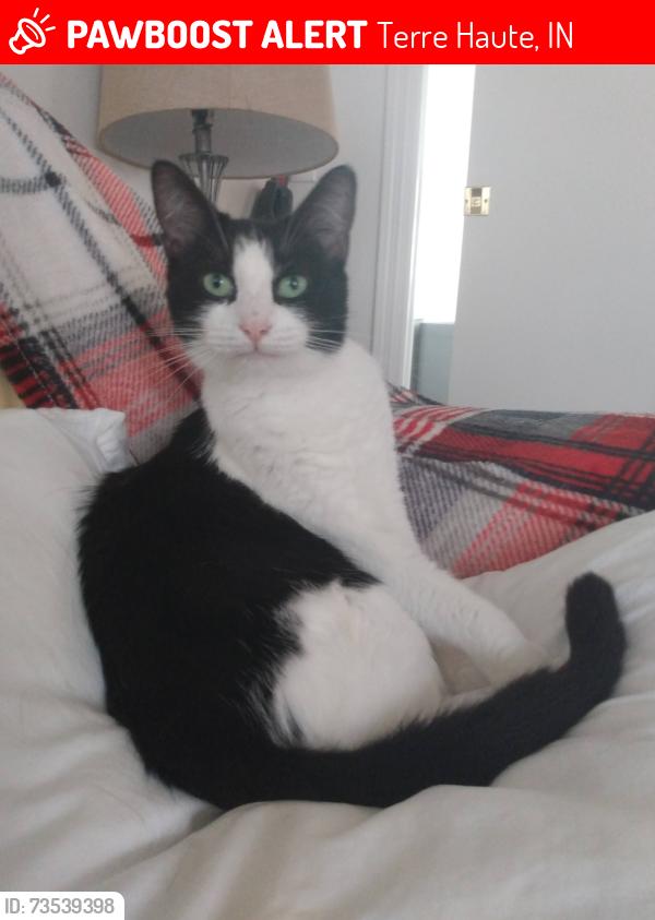 Lost Female Cat last seen Keifer Campground, Terre Haute, IN 47803