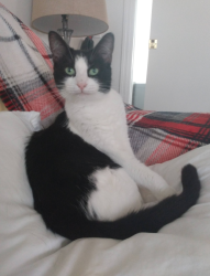 Lost Female Cat last seen Keifer Campground, Terre Haute, IN 47803