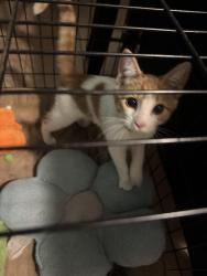 Found/Stray Unknown Cat last seen 43rd Ave and Cactus, Phoenix, AZ 85029