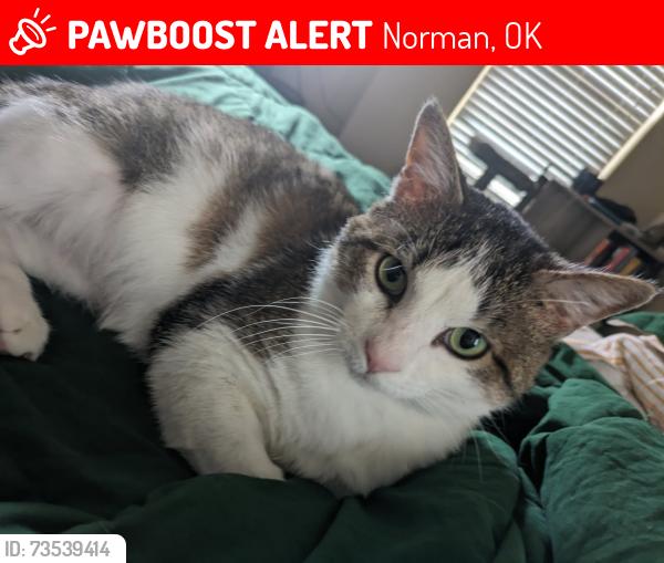 Lost Male Cat last seen Napoli Ct and Porter, Norman, OK 73069