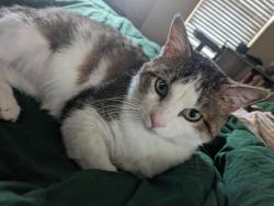 Lost Male Cat last seen Napoli Ct and Porter, Norman, OK 73069