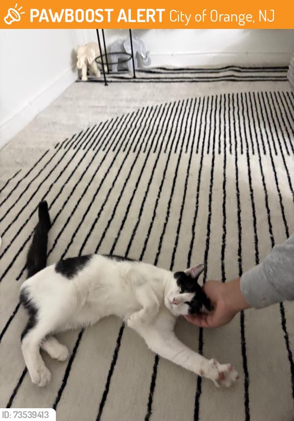 Found/Stray Male Cat last seen On our porch, City of Orange, NJ 07050