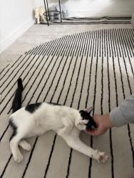 Found/Stray Male Cat last seen On our porch, City of Orange, NJ 07050