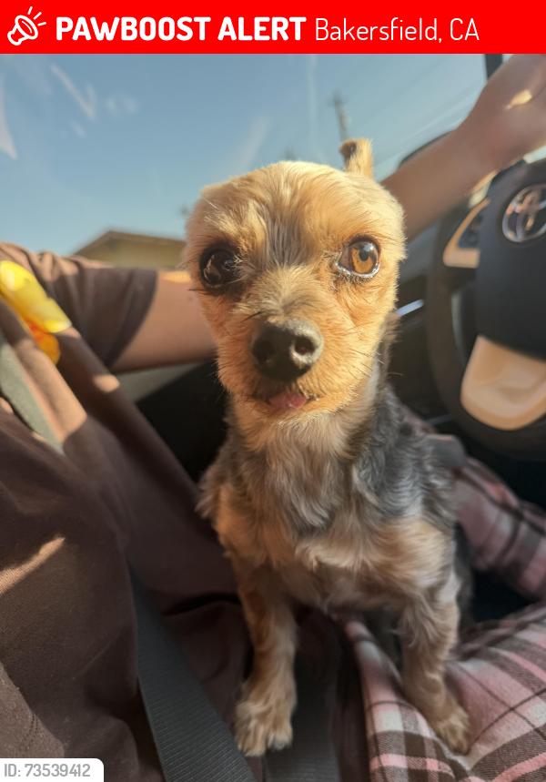 Lost Male Dog last seen last seen by a trash can on El Alisal St 93304, Bakersfield, CA 93304