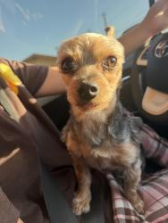 Lost Male Dog last seen last seen by a trash can on El Alisal St 93304, Bakersfield, CA 93304