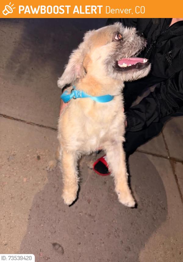 Found/Stray Male Dog last seen Sherman St Denver co 8022-, Denver, CO 80221