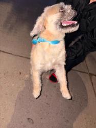 Found/Stray Male Dog last seen Sherman St Denver co 8022-, Denver, CO 80221