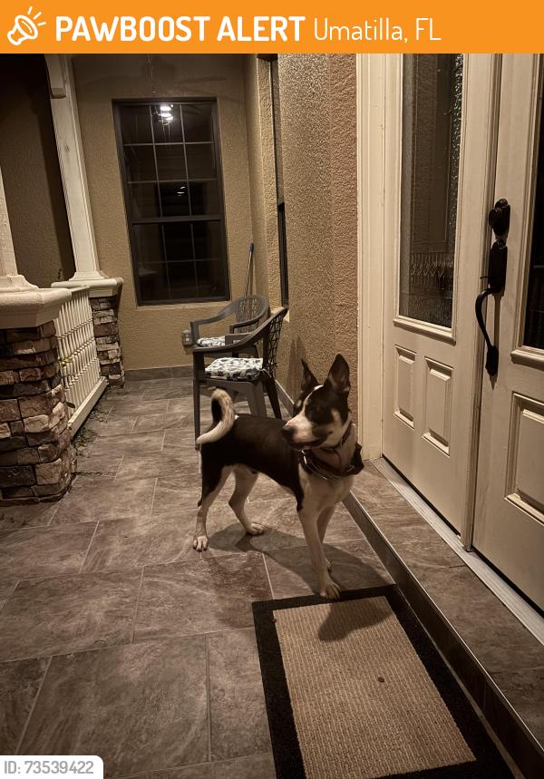 Found/Stray Male Dog last seen Thrill hill road, Umatilla, FL 32784
