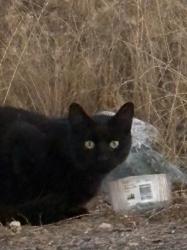 Found/Stray Unknown Cat last seen Red Hawk Travel Center (Gas Station), Shingle Springs, CA 95682