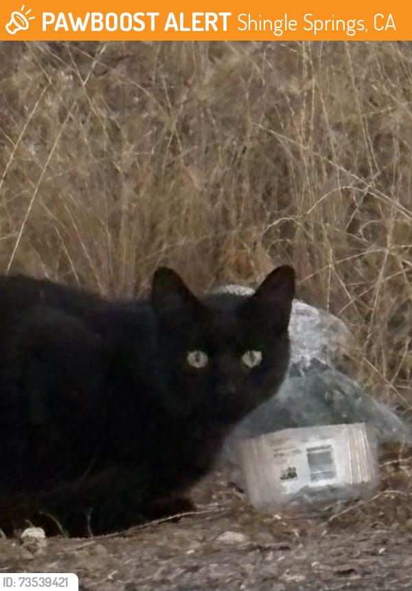Found/Stray Unknown Cat last seen Red Hawk Travel Center (Gas Station), Shingle Springs, CA 95682