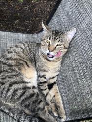 Reunited Male Cat last seen Near SW 23rd Pl, Davie, FL 33324, USA, Davie, FL 33324