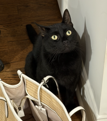 Lost Male Cat last seen Roxciticus Rd, Far Hills, NJ 07931