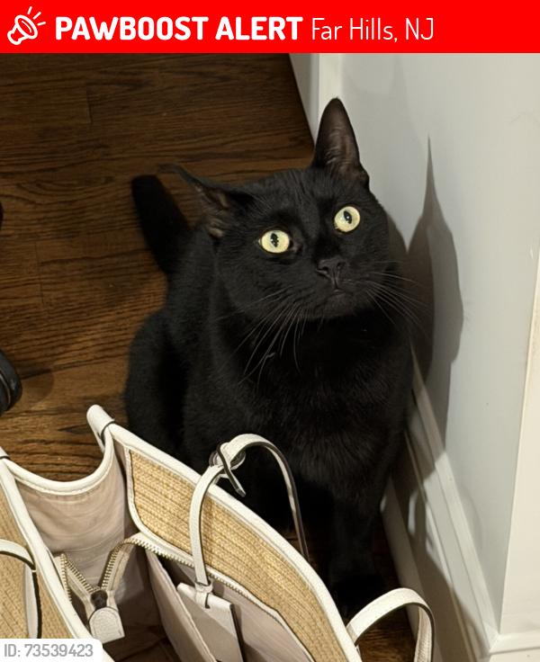 Lost Male Cat last seen Roxciticus Rd, Far Hills, NJ 07931