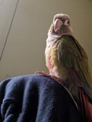 Lost Female Bird last seen The Gap Village Shops, The Gap, QLD 4061