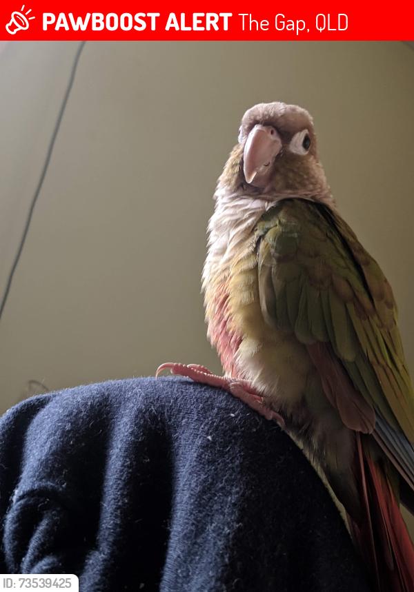 Lost Female Bird last seen The Gap Village Shops, The Gap, QLD 4061