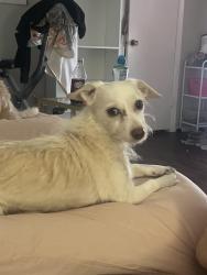 Lost Female Dog last seen Near Synott rd, Houston, TX 77082