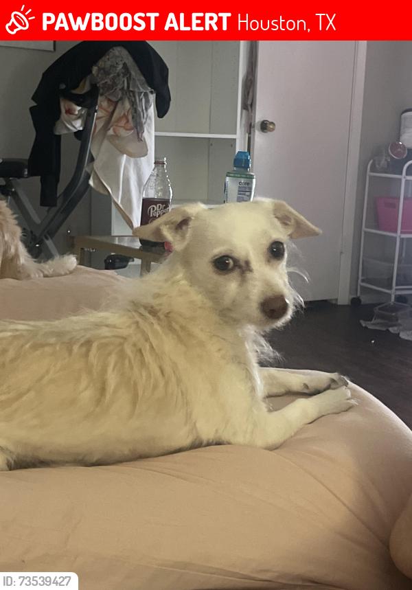 Lost Female Dog last seen Near Synott rd, Houston, TX 77082
