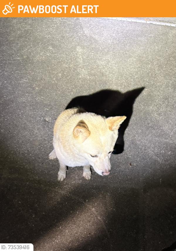 Found/Stray Female Dog last seen Lake Lucerne Rd and Alpine, Gwinnett County, GA 30047
