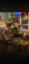 Lost Female Cat last seen 8th and glen, Spokane Valley, WA 99206