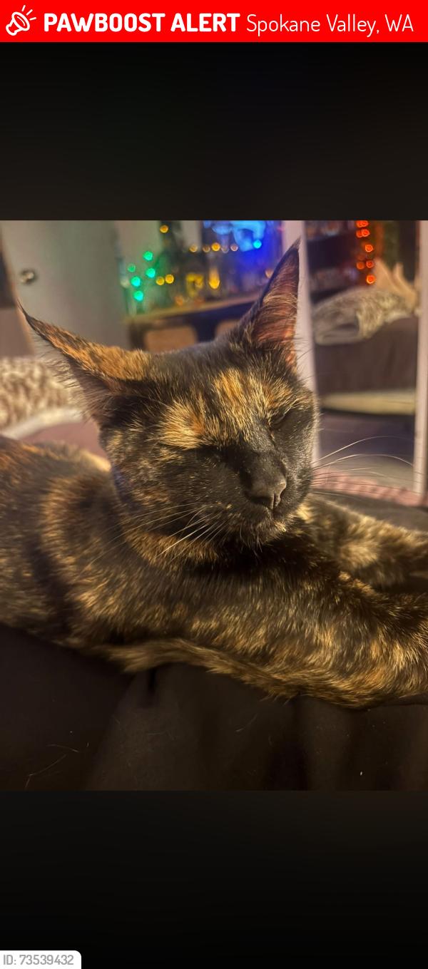 Lost Female Cat last seen 8th and glen, Spokane Valley, WA 99206