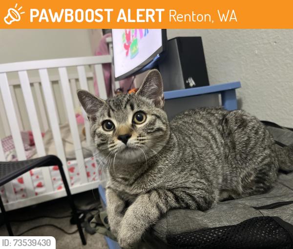 Found/Stray Male Cat last seen Ne 3rd St and Edmonds Ave NE, Renton, WA 98056