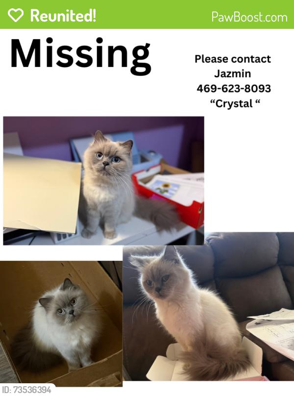 Reunited Female Cat last seen Eccles Dr, Dallas, TX 75227