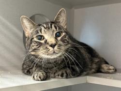 Shelter Stray Male Cat last seen Near W 112th Street, NEW YORK, NY, 10026, 326 E 110th St, New York, NY 10029, USA