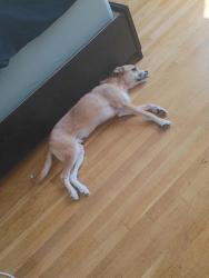 Shelter Stray Male Dog last seen NEW YORK, NY, 10002, 326 E 110th St, New York, NY 10029, USA