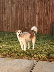 Found/Stray Unknown Dog last seen saguaro dr, Grand Prairie, TX 75052