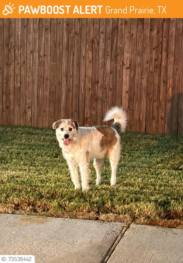 Found/Stray Unknown Dog last seen saguaro dr, Grand Prairie, TX 75052