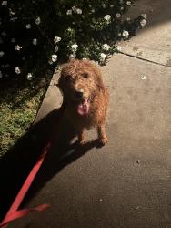 Reunited Unknown Dog last seen Chuckwagon Dr Bridgeford Dr, Sacramento, CA 95834