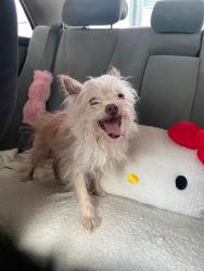 Found/Stray Male Dog last seen 59th & Olive crossing the street, Glendale, AZ 85302
