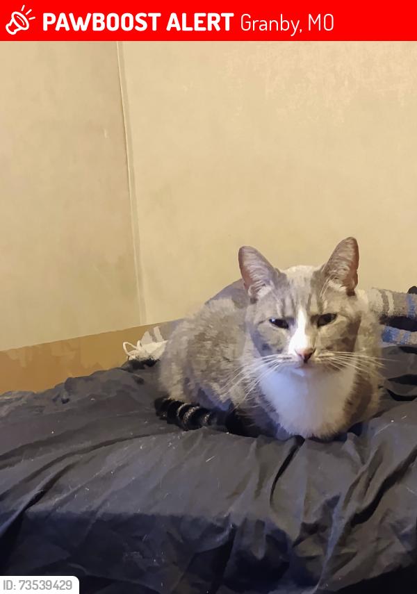 Lost Male Cat last seen E Neosho st/Granby Methodist church, Granby, MO 64844