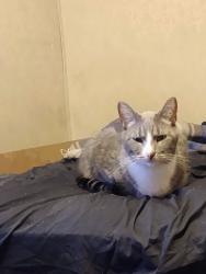 Lost Male Cat last seen E Neosho st/Granby Methodist church, Granby, MO 64844