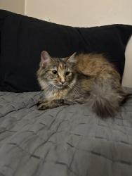 Reunited Female Cat last seen Bay view middle school, Howard, WI 54313