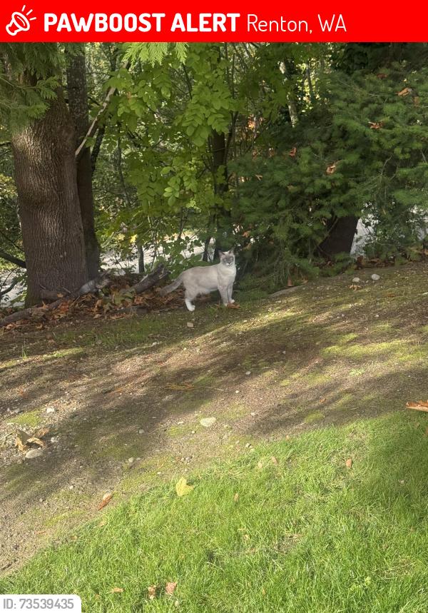 Lost Female Cat last seen Fred Meyer’s, Renton, WA 98055