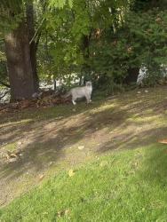 Lost Female Cat last seen Fred Meyer’s, Renton, WA 98055