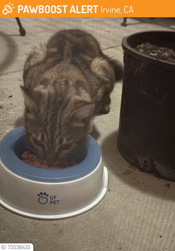Found/Stray Unknown Cat last seen Barranca, Irvine, CA 92618
