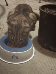 Found/Stray Unknown Cat last seen Barranca, Irvine, CA 92618