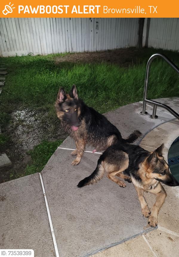 Found/Stray Male Dog last seen Country club, Brownsville, TX 78526