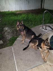 Found/Stray Male Dog last seen Country club, Brownsville, TX 78526