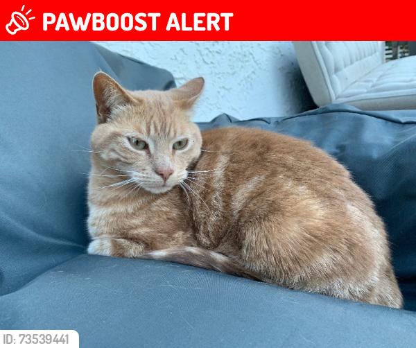Lost Male Cat last seen Greenbrae, Strathcona County, AB 