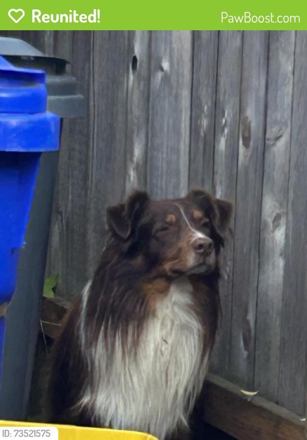 Reunited Unknown Dog last seen SE Market and SE 85 th, Portland, OR 97216