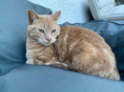 Lost Male Cat last seen Greenbrae, Strathcona County, AB 
