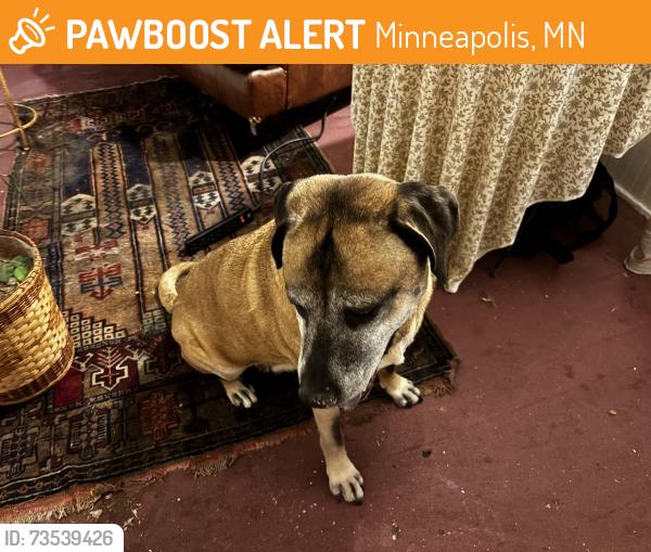 Found/Stray Male Dog last seen 27th Ave. NE & Grand St. NE, Minneapolis, MN 55418