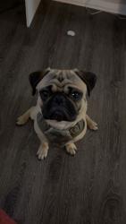 Lost Male Dog last seen 6th street or Sam Houston, Amarillo, TX 79106