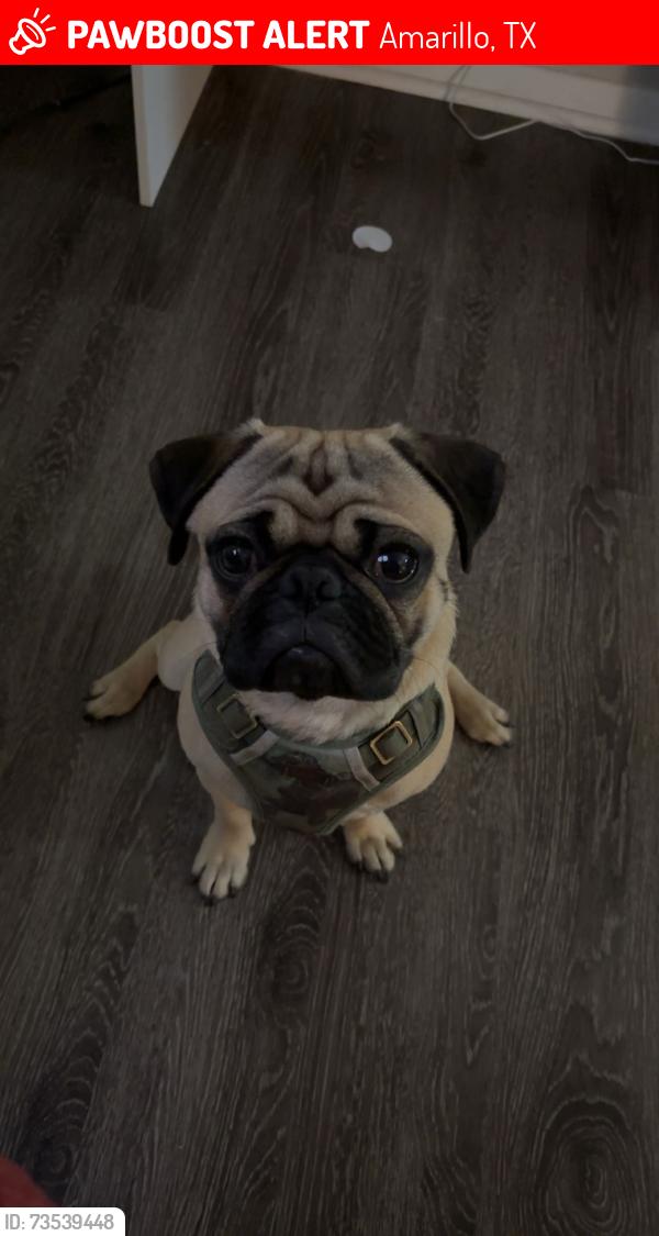 Lost Male Dog last seen 6th street or Sam Houston, Amarillo, TX 79106